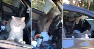 Pasangan kantoi tengah main dalam kereta. Video Kelam Kabut Kena Sergah Keletah Lucu Geng Kucing Cabut Lari Selepas Kantoi Lepak Dalam Kereta