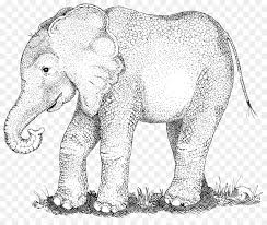 Mewarnai gambar hewan, mewarnai gambar, gambar mewarnai, gambar hewan, hewan, sketsa hewan, download mewarnai gambar hewan. Gajah India Gajah Afrika Satwa Liar Gambar Png