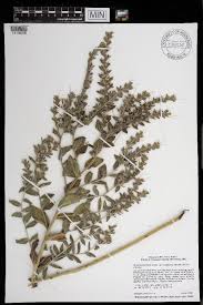 Image result for Cordia grandicalyx