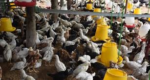 Bisnis ayam kampung menyasar industri makanan yang sat ini menjamur, seperti restoran, kafe, atau warung makan. Prospek Ternak Broiler Bikin Ngiler
