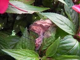 The disease needs moisture as. Botrytis Gray Mold In Greenhouse Floral Crops Ohioline
