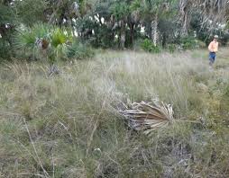 Image result for Julbernardia seretii