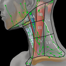 Lymph nodes are masses of lymphatic tissue located along the larger lymph vessels. Illustration Of The Major Neck Lymph Node Levels With Anatomical Download Scientific Diagram