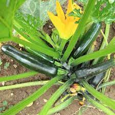 We did not find results for: Growing Zucchini So You Have A Big Harvest