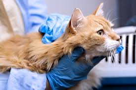 Petco pet stores in charlotte, nc offer a wide selection of top quality products to meet the needs of a variety of pets. Best Places To Celebrate National Adopt A Cat Month In Charlotte Nc Cloninger Toyota