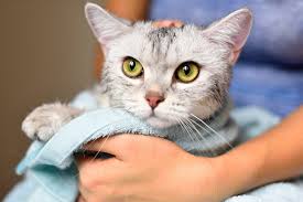 Why might you have to bathe a cat? How To Bathe A Cat Or Kitten Without Getting Scratched Daily Paws