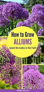 How To Grow Alliums In Your Garden Natalie Linda Purple Flowers Garden Long Blooming Perennials Allium Flowers