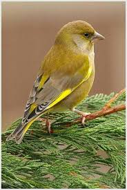 Suenos Compartidos Grunfink Vogel Im Garten Kleine Vogel
