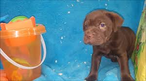 Take advantage of our puppysearch or leisurely browse our directory of hundreds of dog breeds, dog breeders, dogs for adoption, and puppy for sale listings with photos and detailed descriptions. Female Mini Hippo Cocker Spaniel X Shar Pei Puppy Youtube