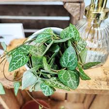 Image result for Ceropegia gracilior