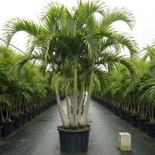 Image result for Wodyetia bifurcata