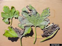 Image result for mildew on cucumbers