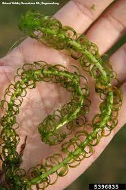 Image result for Lagarosiphon muscoides