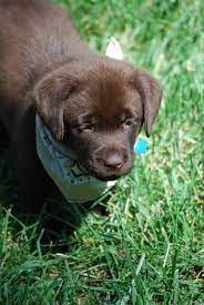 Chocolate, yellow and black lab puppies! C Chase S Labradors