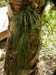 Image result for Vittaria