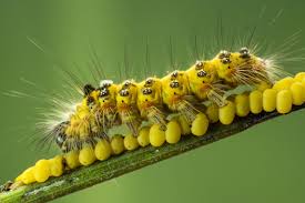 A Beginners Guide To Caterpillar Identification