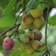 Image result for Prunus domestica