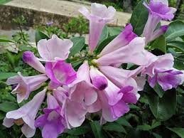 Tersedia dalam beberapa variasi warna, petunia umumnya memiliki warna populer seperti warna putih, kuning, merah, ungu atau kombinasi. Terkeren 10 Gambar Bunga Terompet Warna Ungu Koleksi Bunga Hd