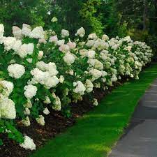 Hydrangea Limelight Hydrangea Landscaping Backyard Landscaping Planting Hydrangeas