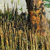 Image result for Sonneratiaceae