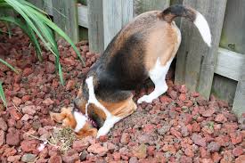 Check spelling or type a new query. Will Vinegar Stop My Dog From Digging Rehome By Adopt A Pet Com