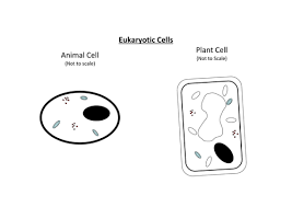 The plasma membrane acts as a barrier against undesirable substances and cells but has many other uses too. Animal Plant And Bacteria Cell Teaching Resources