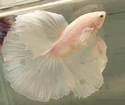 Guzel Balik 999gag Com Betta Fish Animals Beautiful Siamese Fighting Fish