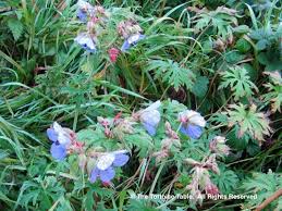Browse And Search The Tortoise Table Plant Database Plant Database Tortoise Table Plants
