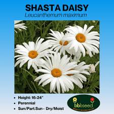 Image result for Ipomoea leucanthemum