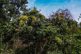 Image result for Pseudospondias microcarpa