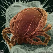 Acarien Sur Un Moustique Observes En Microscopie Electronique A Balayage Animaux