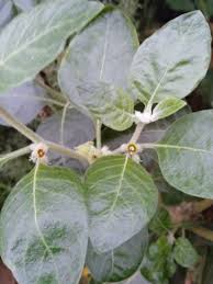 Image result for Withania