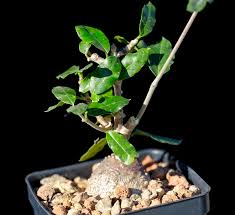 Image result for Fockea