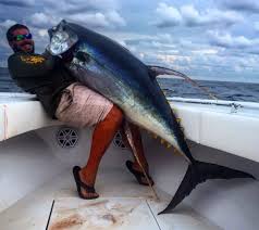 It turned into a fish and it does stuff on its own. Big Bait Lands Big Yellowfin Tuna In Gulf Of Mexico