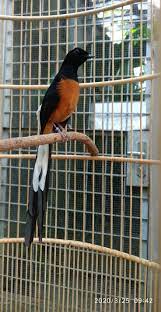 Burung Murai Batu Burung Hewan Murai
