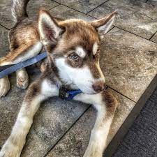 It's a big part of why we're open. Pet Emergency Specialty Center South County Rancho Del Rey 80 Visitantes