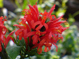 Image result for Justicia rodgersii