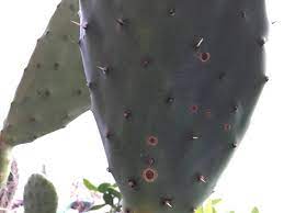 It rarely needs fertilizer when planted outside. Harmless Blemishes Please Advise This Prickly Pear Developed Brown Spots When I Overwintered It In 2018 2019 I Believe It S Stressed Out Because It Now Lives In A Higher Elevation Area That Experiences