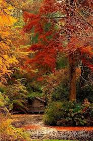 Autumn Fire Autumn Scenery Beautiful Nature Beautiful Fall