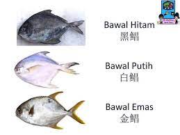 Umumnya ikan ini berwarna keperakan itulah tadi beberapa jenis ikan di laut dangkal yang bisa kamu dapatkan ketika memancing. Blackrabbit Tv Nama Jenis Jenis Ikan Yang Biasa Ada Di Facebook