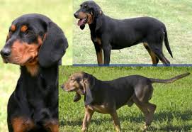 Image result for jurský honič