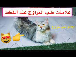 تزاوج القطط الذكور عجائب وغرائب و كل ما هو جديد