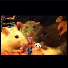 Poker Time Pet Rats Cute Rats Fancy Rat