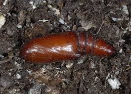 Image result for Hadena perplexa