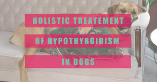 It's important to understand what risk factors you have for developing thyroid cancer so that your doctors can decide which treatment approach will be most. Holistic Treatment For Hypothyroidism In Dogs