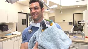 Candidates must earn a passing score on a statewide examination, while some states have other stipulations that need to be met as well. Sexy Exotic Animal Veterinarian Driving The Internet Wild Abc News
