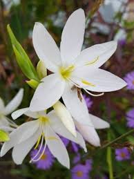 Image result for Hesperantha