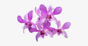 Ericads and 4 of epiphytic orchids in a tropical mountain rainforest area of about twelve ha in southern ecuador. Tropical Orchid Png Transparent Png 500x355 Free Download On Nicepng