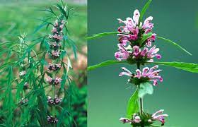 Cao Ích Mẫu là gì? Những thành phần quan trọng