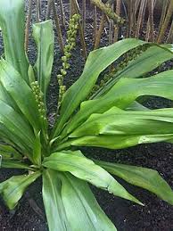 Image result for Chlorophytum angustissimum
